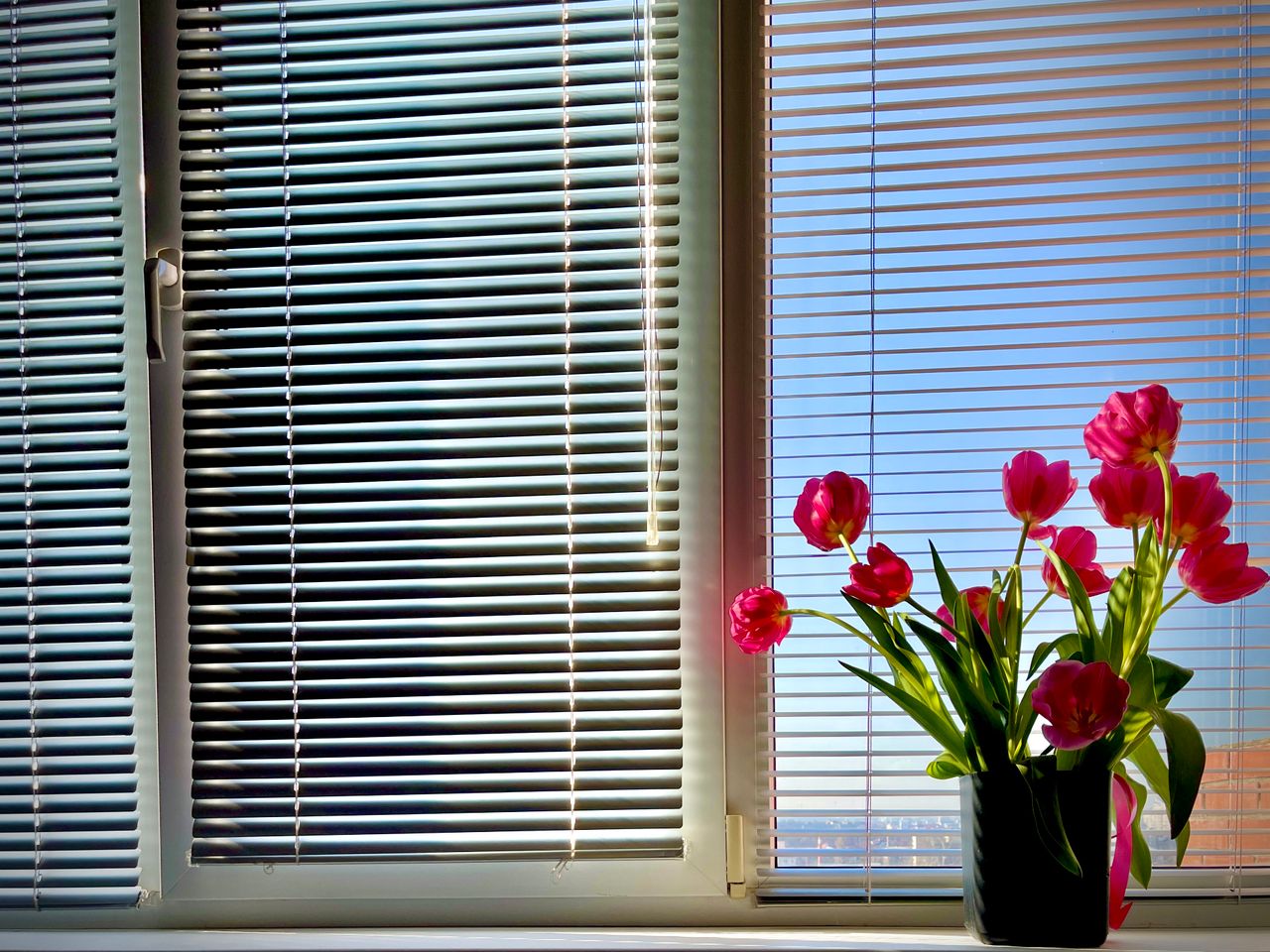 Bright pink tulips in a pot on a sunny windowsill with modern blinds.